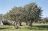 Sicily, the Iblei landscape 